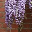 Picture of Wisteria floribunda Yae-Kokuryu
