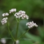 Picture of Valeriana officinalis