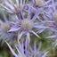 Picture of Eryngium bourgatii Picos Amethyst ('Mackpam') (PBR)