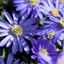 Picture of Anemone blanda