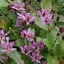 Picture of Tricyrtis formosana Dark Beauty