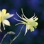 Picture of Aquilegia chrysantha Yellow Queen