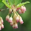 Picture of Enkianthus campanulatus