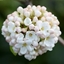 Picture of Viburnum × carlcephalum