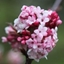 Picture of Viburnum × bodnantense Dawn