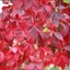 Picture of Parthenocissus quinquefolia
