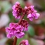 Picture of Bergenia cordifolia Purpurea