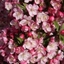 Picture of Malus Coralburst ('Coralcole')