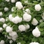Picture of Viburnum opulus Roseum