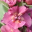 Picture of Verbascum Cherry Helen