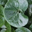 Picture of Asarum europaeum