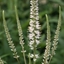 Picture of Veronicastrum virginicum Album