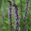 Picture of Salvia × sylvestris Dear Anja