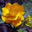Picture of Trollius chinensis Golden Queen