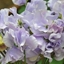 Picture of Lathyrus odoratus Charlie's Angel