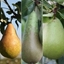 Picture of pear Doyenné du Comice' / Conference / Concorde