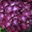 Picture of Hydrangea macrophylla Hot Red ('Agrihydradrie') (PBR)