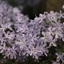 Picture of Phlox divaricata Clouds of Perfume