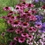 Picture of Echinacea purpurea Rubinglow