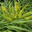 Picture of Mahonia eurybracteata subsp. ganpinensis Soft Caress