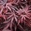 Picture of Acer palmatum Shaina