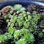 Picture of Sempervivum collection