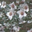 Picture of Philadelphus maculatus Sweet Clare