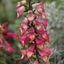 Picture of Digitalis × valinii Illumination Pink ('Tmdgfp001') (PBR) (Illumination Series)