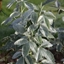 Picture of Argyrocytisus battandieri
