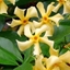 Picture of Trachelospermum jasminoides Star of Toscana ('Selbra') (PBR)