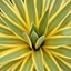 Picture of Yucca gloriosa Bright Star ('Walbristar')