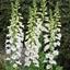 Picture of Digitalis purpurea Dalmatian White (Dalmatian Series)