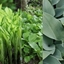 Picture of The Mixed Highgrove Hosta Collection