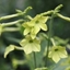 Picture of Nicotiana Lime Green