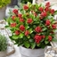 Picture of Skimmia japonica Obsession ('Obsbolwi') (PBR)