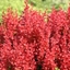 Picture of Berberis thunbergii Orange Rocket (PBR)