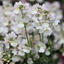 Picture of Nemesia Wisley Vanilla