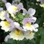 Picture of Nemesia Easter Bonnet (French Connection Series)