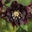 Picture of Helleborus × hybridus Double Ellen Purple