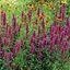Picture of Agastache Violet Vision (PBR)