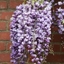 Picture of Wisteria floribunda Yae-kokuryu