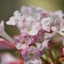 Picture of Viburnum × bodnantense Charles Lamont