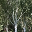 Picture of Betula utilis var. jacquemontii