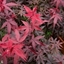 Picture of Acer palmatum Twombly's Red Sentinel