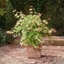 Picture of Acer palmatum Tsuma-gaki