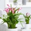 Picture of Zantedeschia Garnet Glow