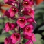 Picture of Digitalis × valinii Foxlight Plum Gold ('Takfoplgo') (PBR) (Foxlight Series)