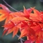 Picture of Acer palmatum Osakazuki