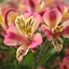 Picture of Alstroemeria Cahors (Planet Series)