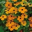 Picture of Thunbergia alata Suzie Orange with Eye (Suzie Series)